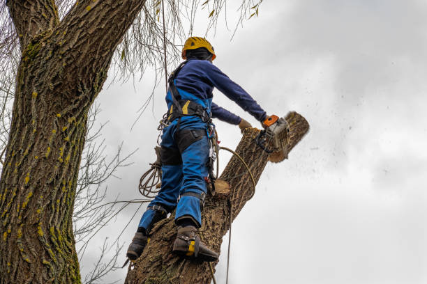 Why Choose Our Tree Removal Services in Ina, IL?