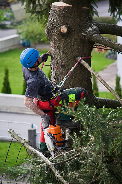 Best Tree Mulching  in Ina, IL