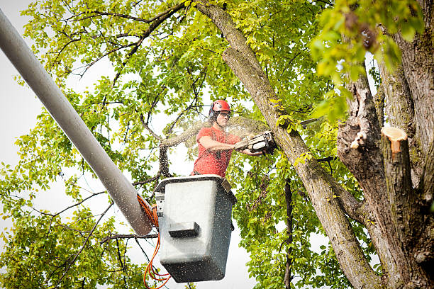 Best Hedge Trimming  in Ina, IL